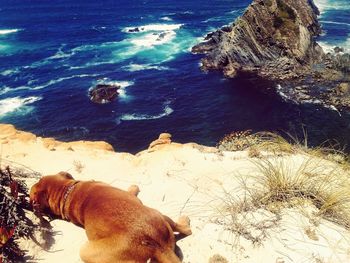 Dog looking at sea