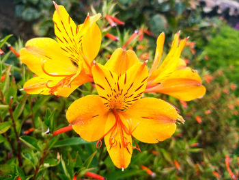 Close-up of yellow flowering plant