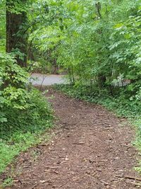 Footpath in forest