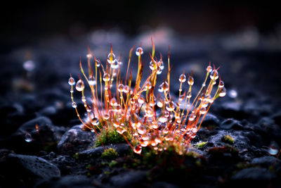 Close-up of plant on beach