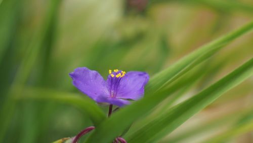 Close-up of flower blooming outdoors