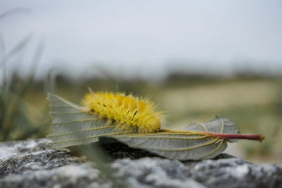 Close-up of insect on rock