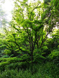 Trees in forest