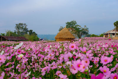 Flowers growing on landscape against sky