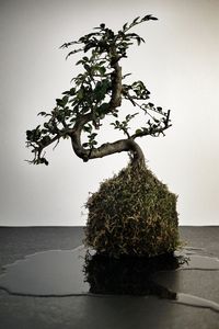 Tree by potted plant on table against wall