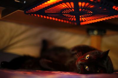 A black cat relaxing in the kotatsu heater