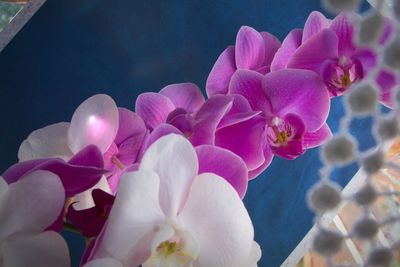 Close-up of pink orchids