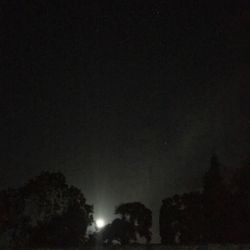 Low angle view of trees against sky at night