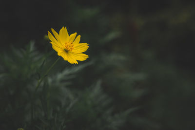 Close-up of yellow flowering plant