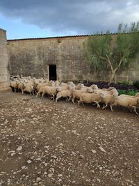 Sheep in a field