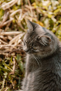 Close-up of a cat looking away