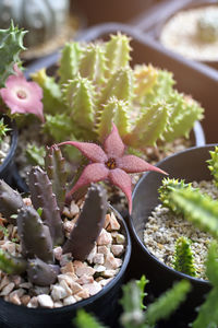 Huernia with red flower in cactus and succulent garden with warm light tone.