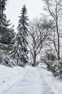 Snow covered trees on field against sky