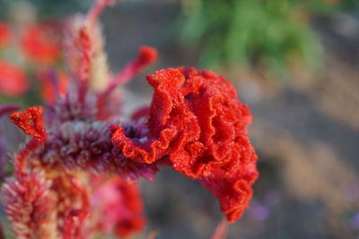 Close-up of red rose flower