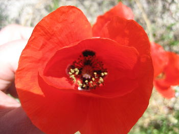 Close-up of honey bee on red flower