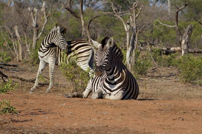 Zebras in a forest