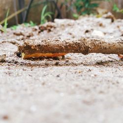 Close-up of insect on sand