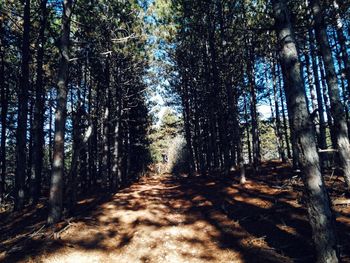 Trees in forest