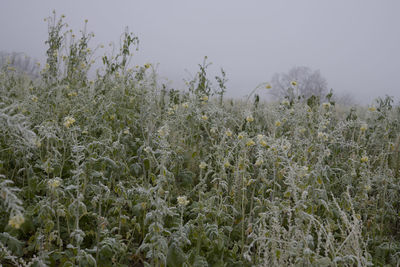 Plants growing on field against sky