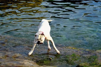 High angle view of dog on lake