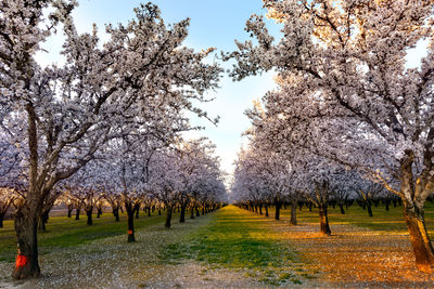 View of cherry blossom trees in park