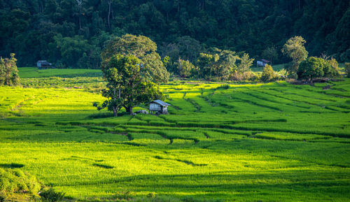 Scenic view of agricultural field