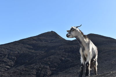 Horse standing on mountain against clear sky