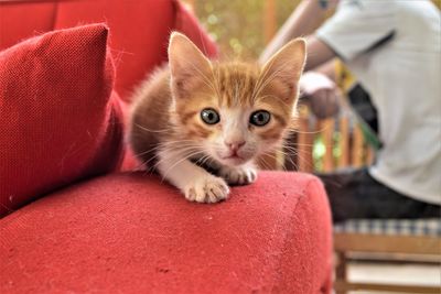 Close-up of kitten on sofa