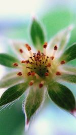 Macro shot of flowering plant