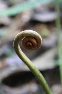 Close-up of fern