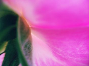 Close-up of pink flower