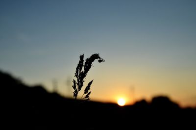 Close-up of silhouette plants against sky during sunset