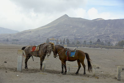 Horses on desert