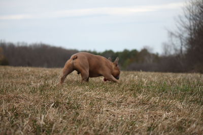 Dog on field against sky