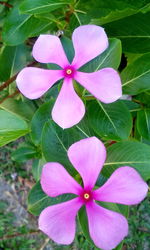 High angle view of wet pink flower blooming outdoors