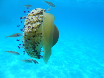 Close-up of fish swimming in sea