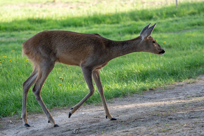 Side view of deer standing on field