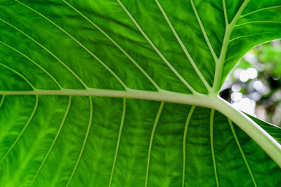 Close-up of fresh green leaf