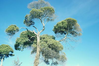 Low angle view of tree against clear blue sky