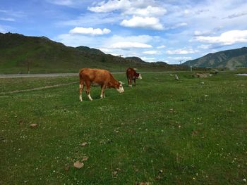 Cows grazing on field against sky