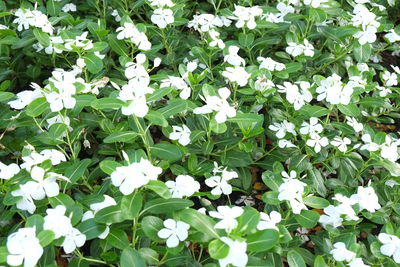High angle view of white flowering plants