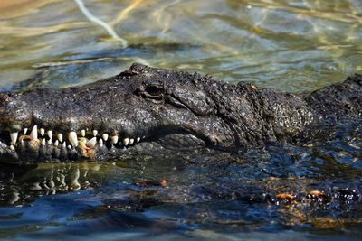 High angle view of crocodile in river