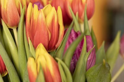 Close-up of red tulips