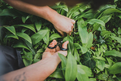 Cropped hands cutting plants with scissors