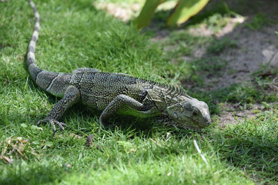 Fantastic capture of a crawling iguana on a carpet of green grass.