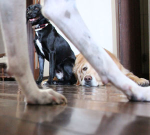 Dogs on floor at home