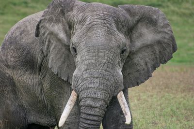 Closeup of wild elephant loxodonta africana staring into camera in ngorongoro crater, tanzania.