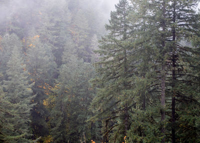 Pine trees in forest