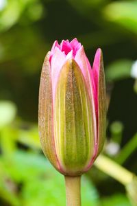 Close-up of pink lotus water lily