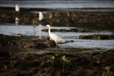 Bird perching on a lake